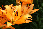 百合花