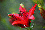 百合花