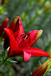 百合花
