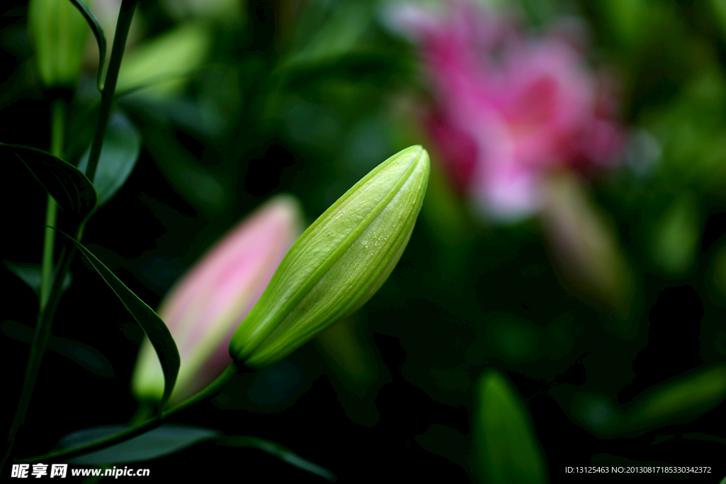 百合花