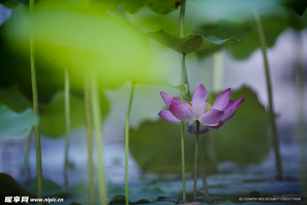 荷花