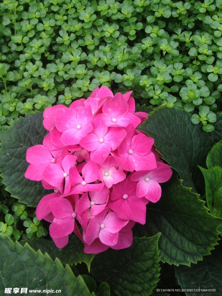 鲜花