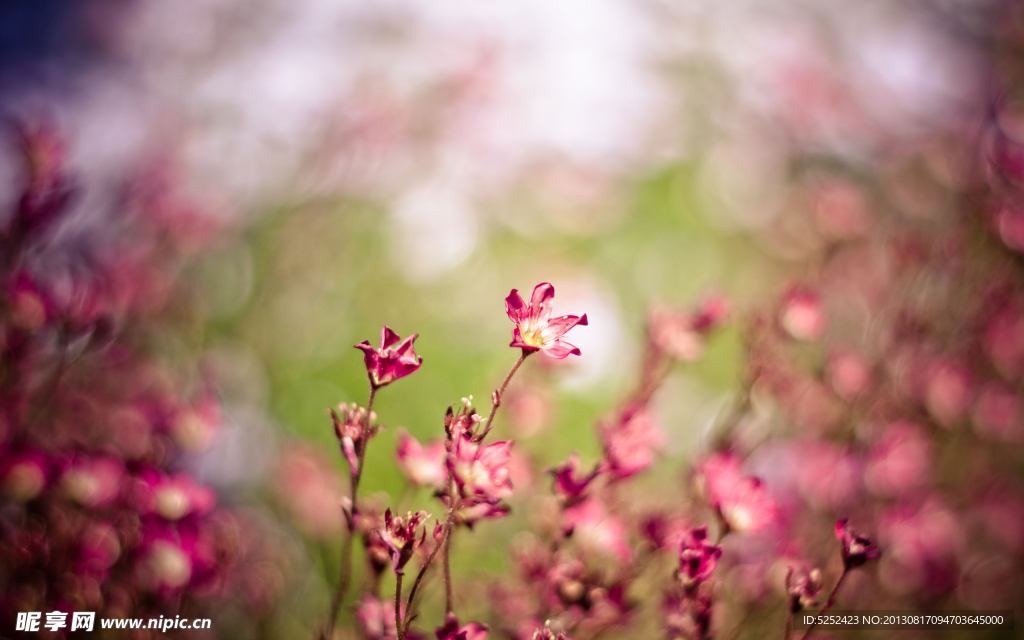 花丛