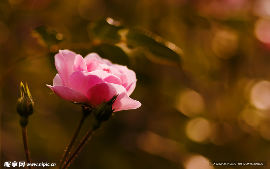 月季花