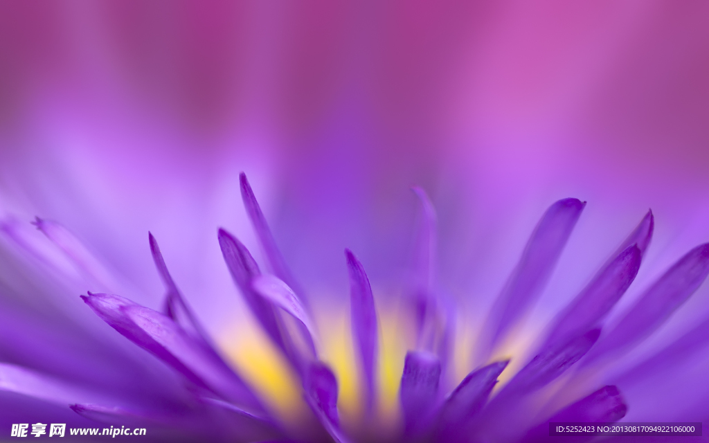 花蕊