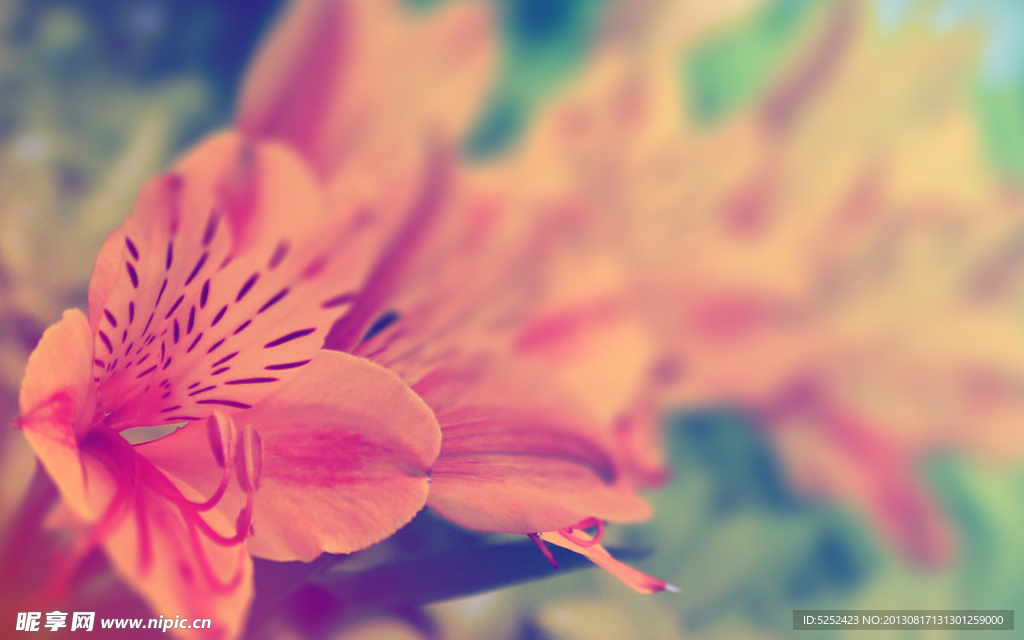 花卉