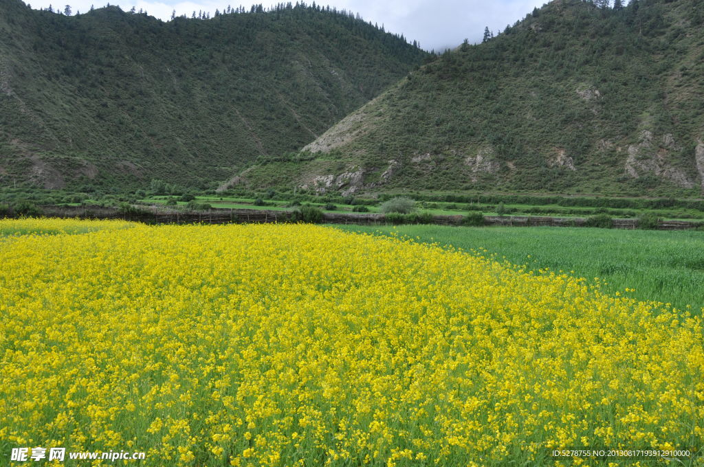 大山下的油菜花