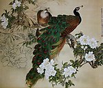 孔雀茶花