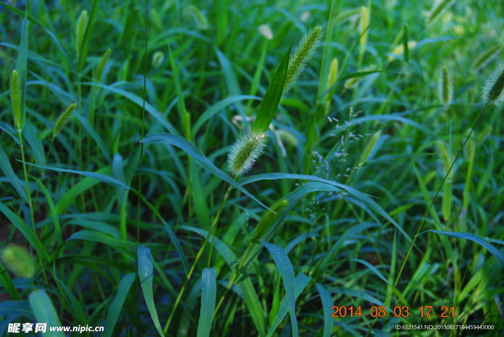 狗尾巴草