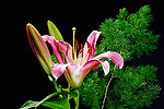 百合花