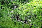 泰山