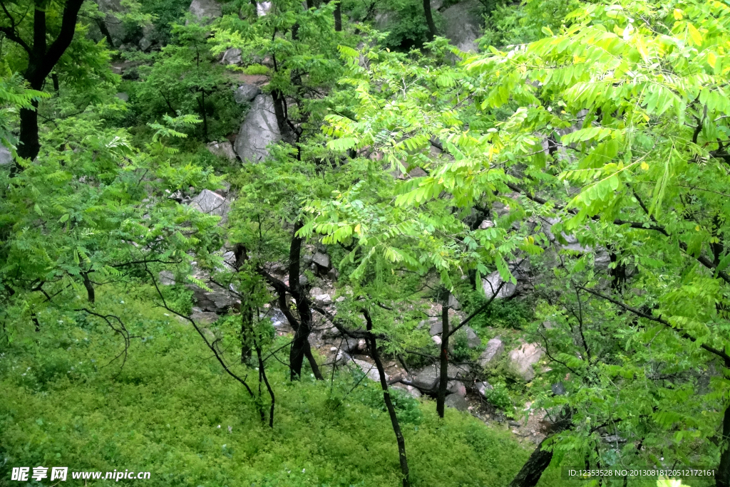 泰山