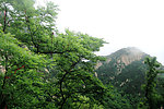 泰山