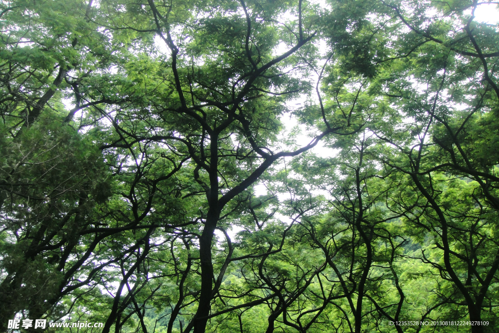 《山水摄影》树木