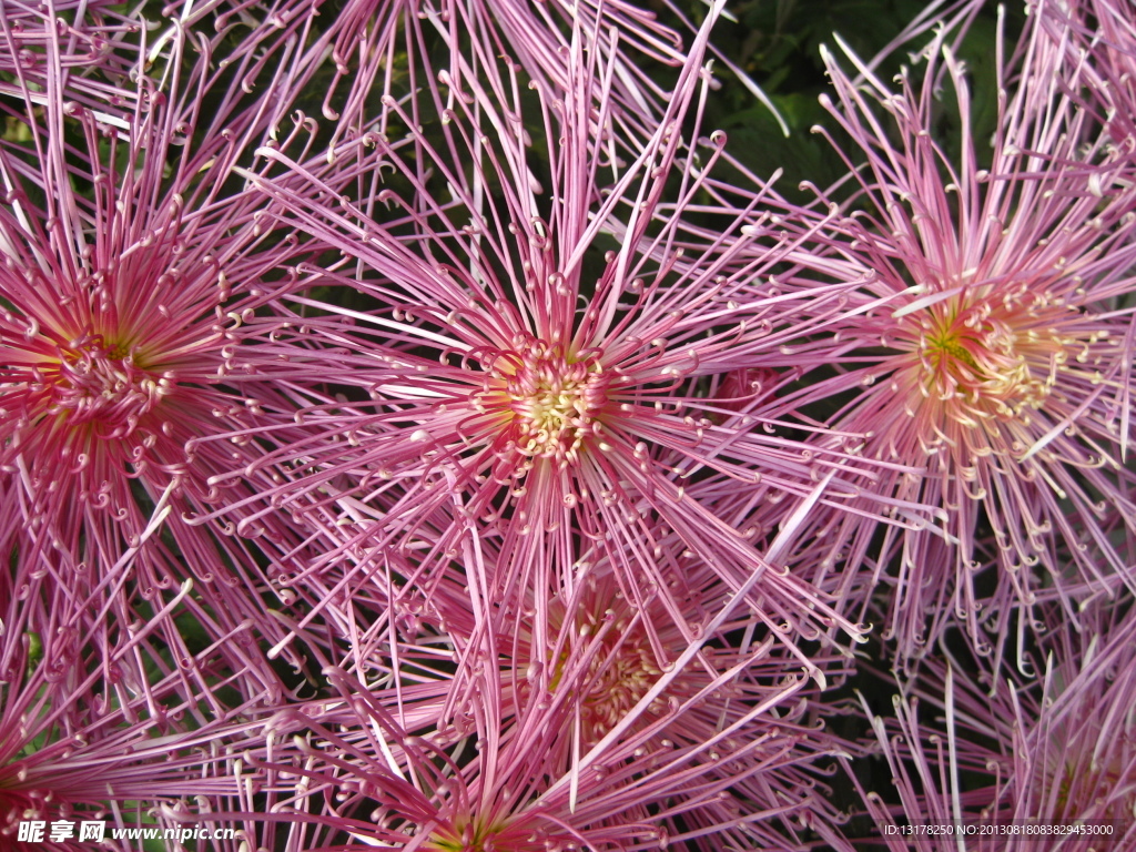 菊花
