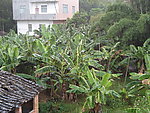 香蕉