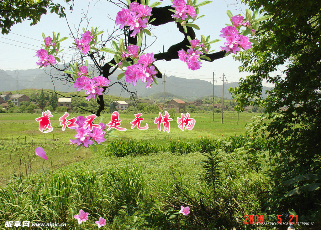 落花不是无情物