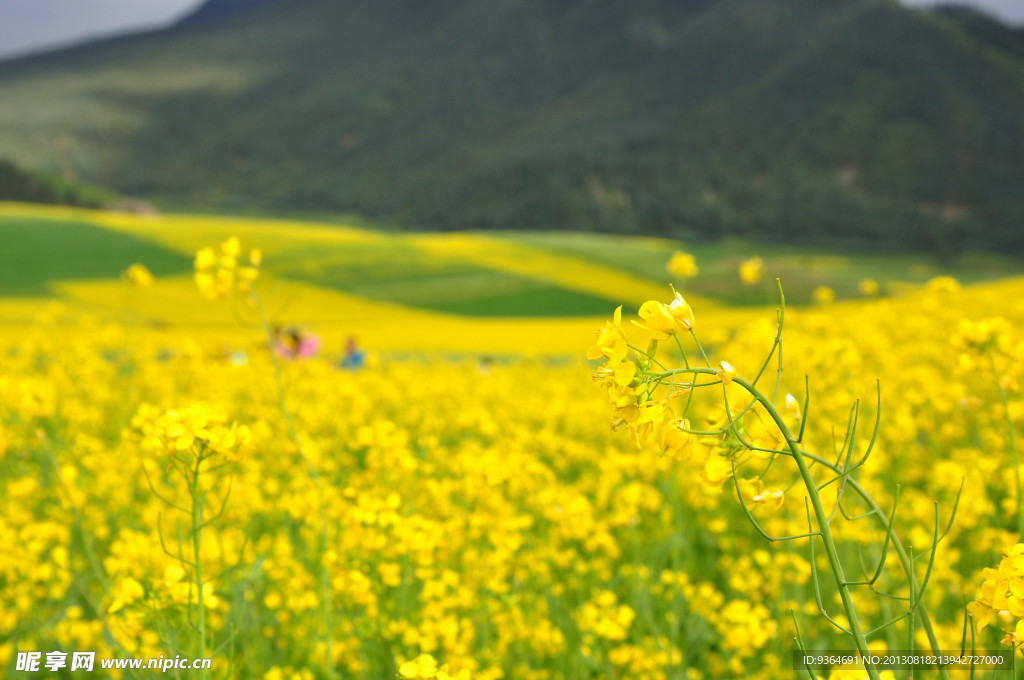 小黄花