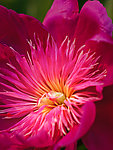 芍药