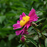 芍药