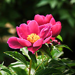 芍药