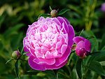 芍药