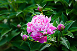 芍药