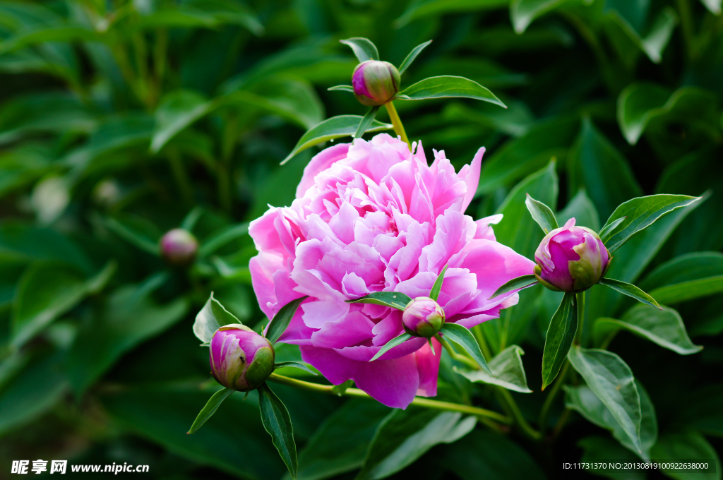 芍药