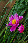 芍药