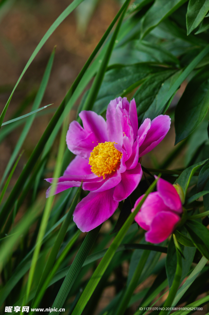 芍药