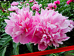 芍药