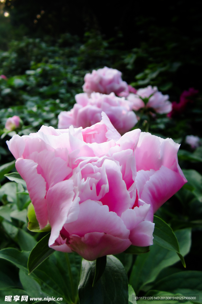 芍药