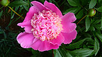 芍药花