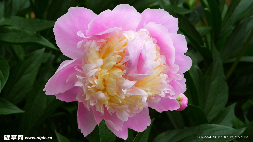 芍药花