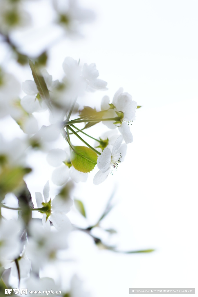 圣洁桃花
