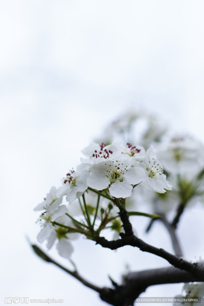 圣洁的梨花