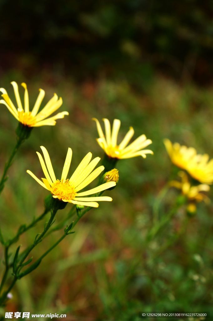 小野菊花