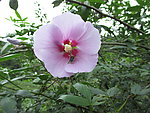 花类