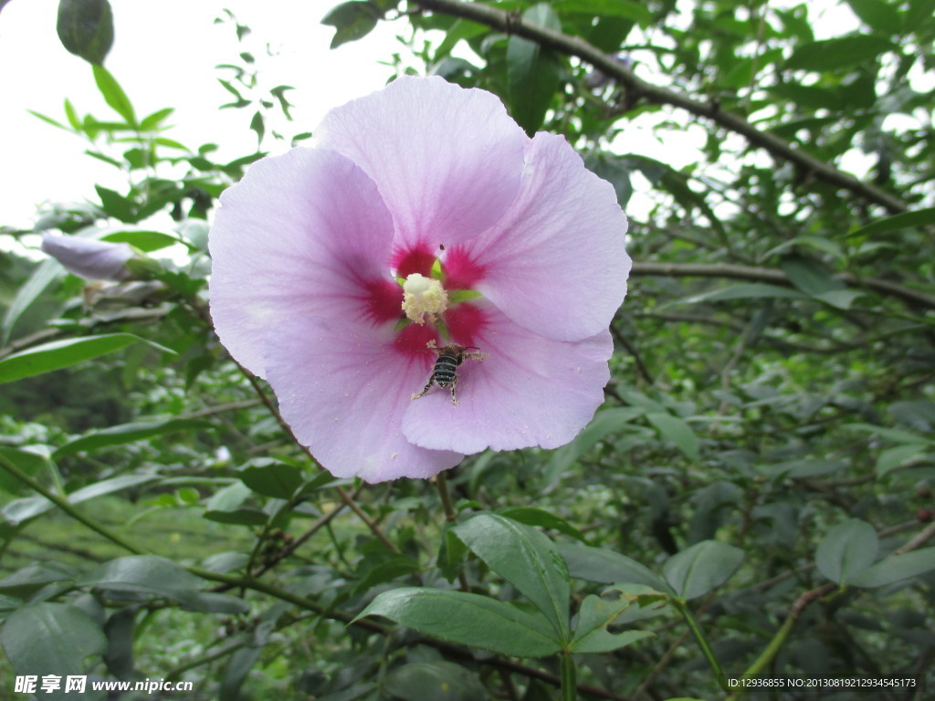 花类