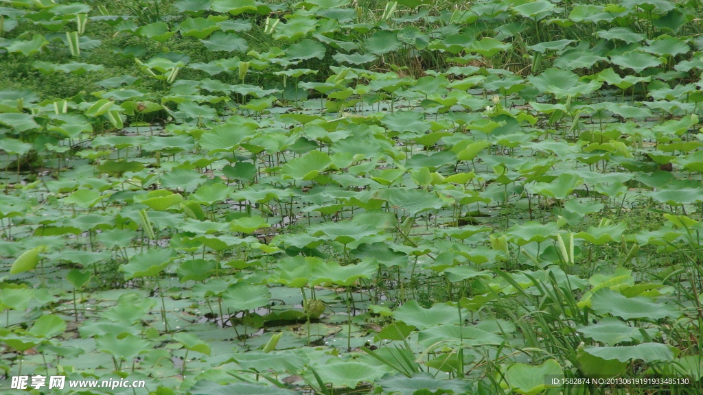 湖面耦叶