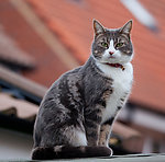 家猫