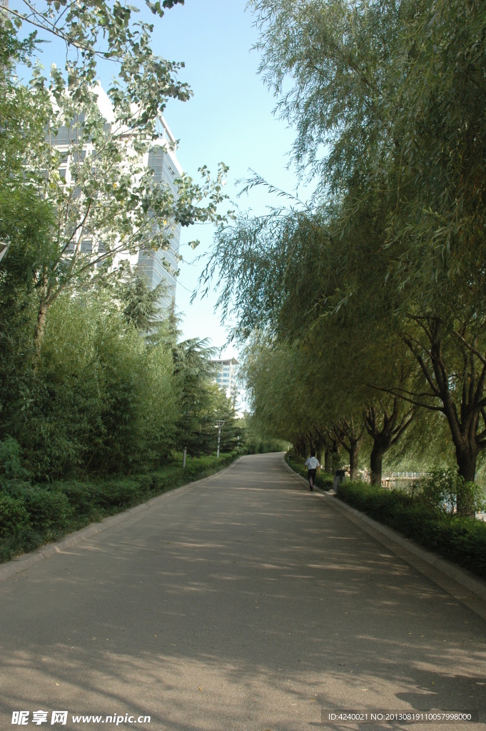 林荫小路