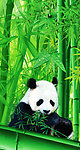 熊猫 国宝