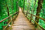森林小路
