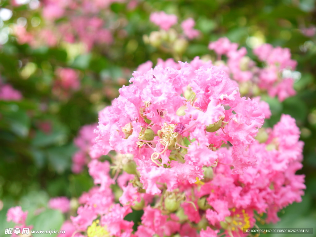 紫薇花