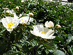 春天校园芍药花