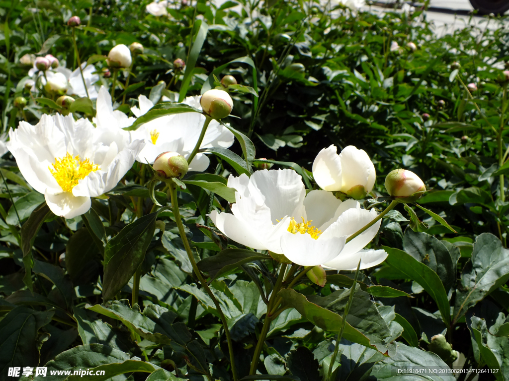 春天校园芍药花