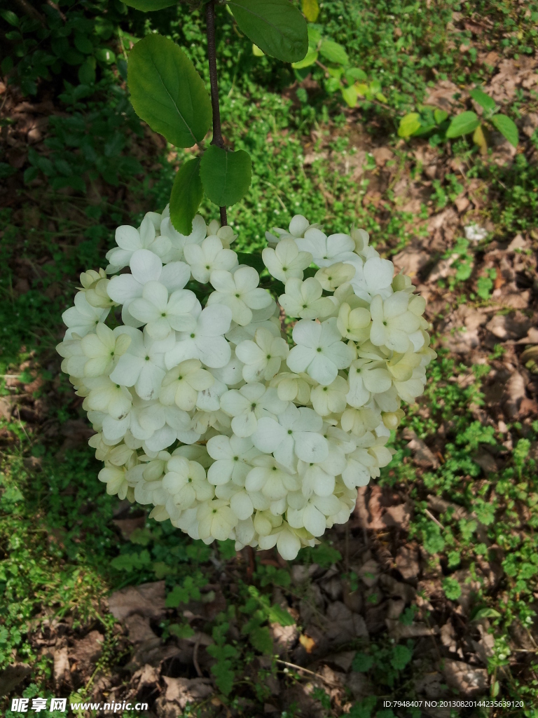 绣球花