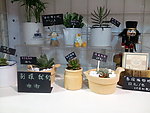 植物