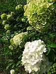 绣球花